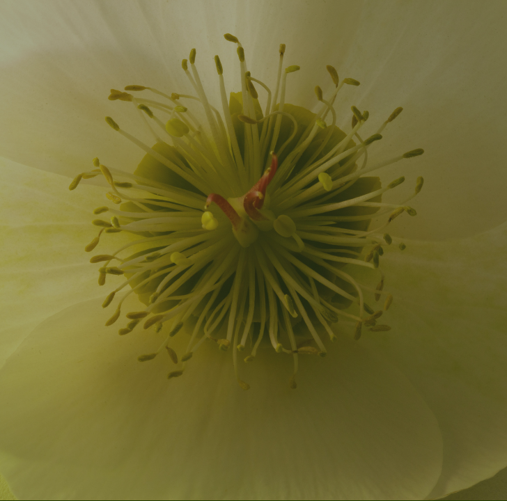 Conscious Leadership Coaching